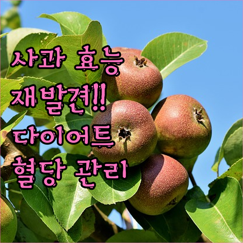 사과 효능 재발견 다이어트, 혈당 관리, 건강까지 한번에