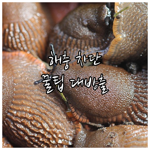 여름철 해충 완벽 차단! 이중 방충망 선택 및 관리 꿀팁