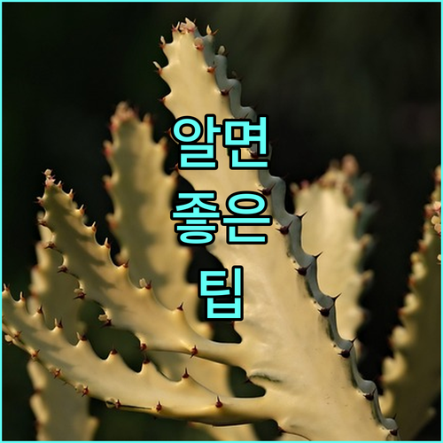인천 연수구 2025 연수e음 발급 혜택 사용처 알아보기