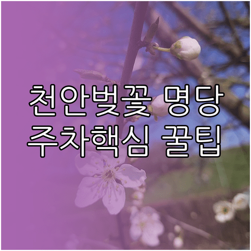 천안 동남구 벚꽃 구경을 위한 대중교통 이용 및 주차장 위치