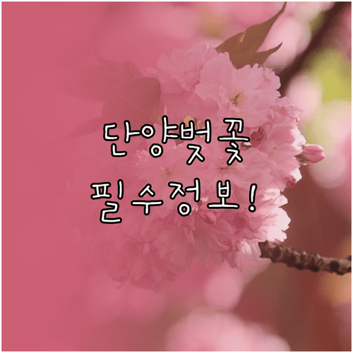 단양 벚꽃 개화 시기부터 축제 행사 내용까지 총정리