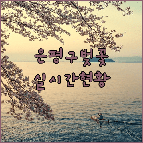 2026년 은평구 벚꽃 개화 현황 및 방문 전 확인 사항