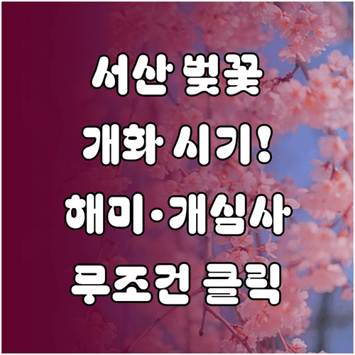 서산 벚꽃 축제 완전 분석 해미천 개심사 문수사 개화 시기